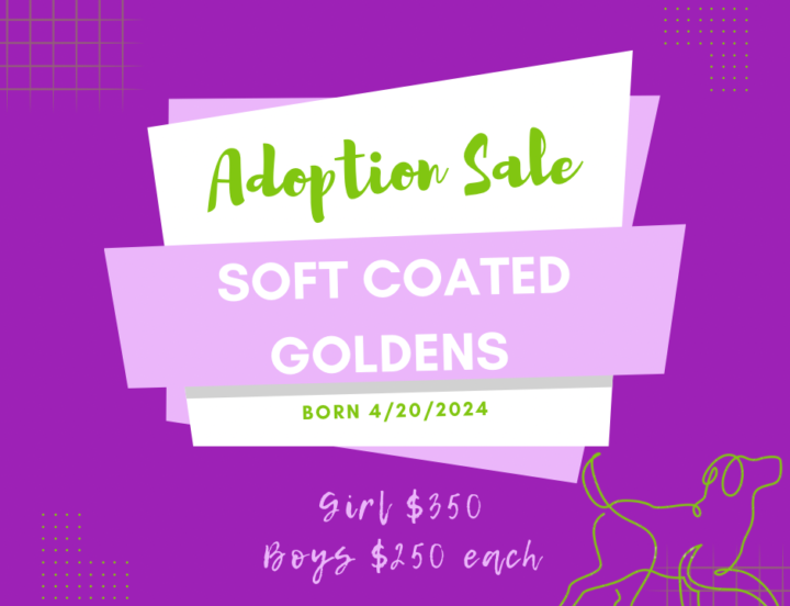 Limited Time Adoption Sale