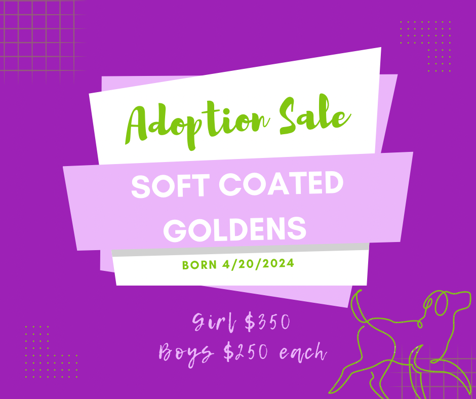 Limited Time Adoption Sale