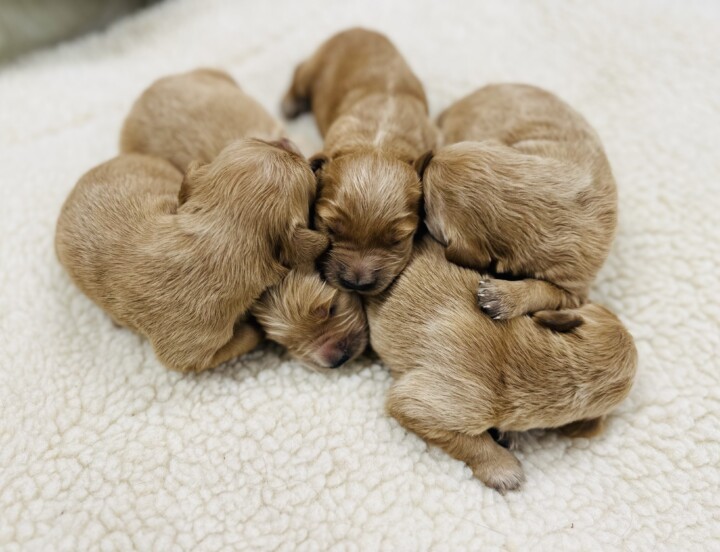 Irish Golden Retriever’s