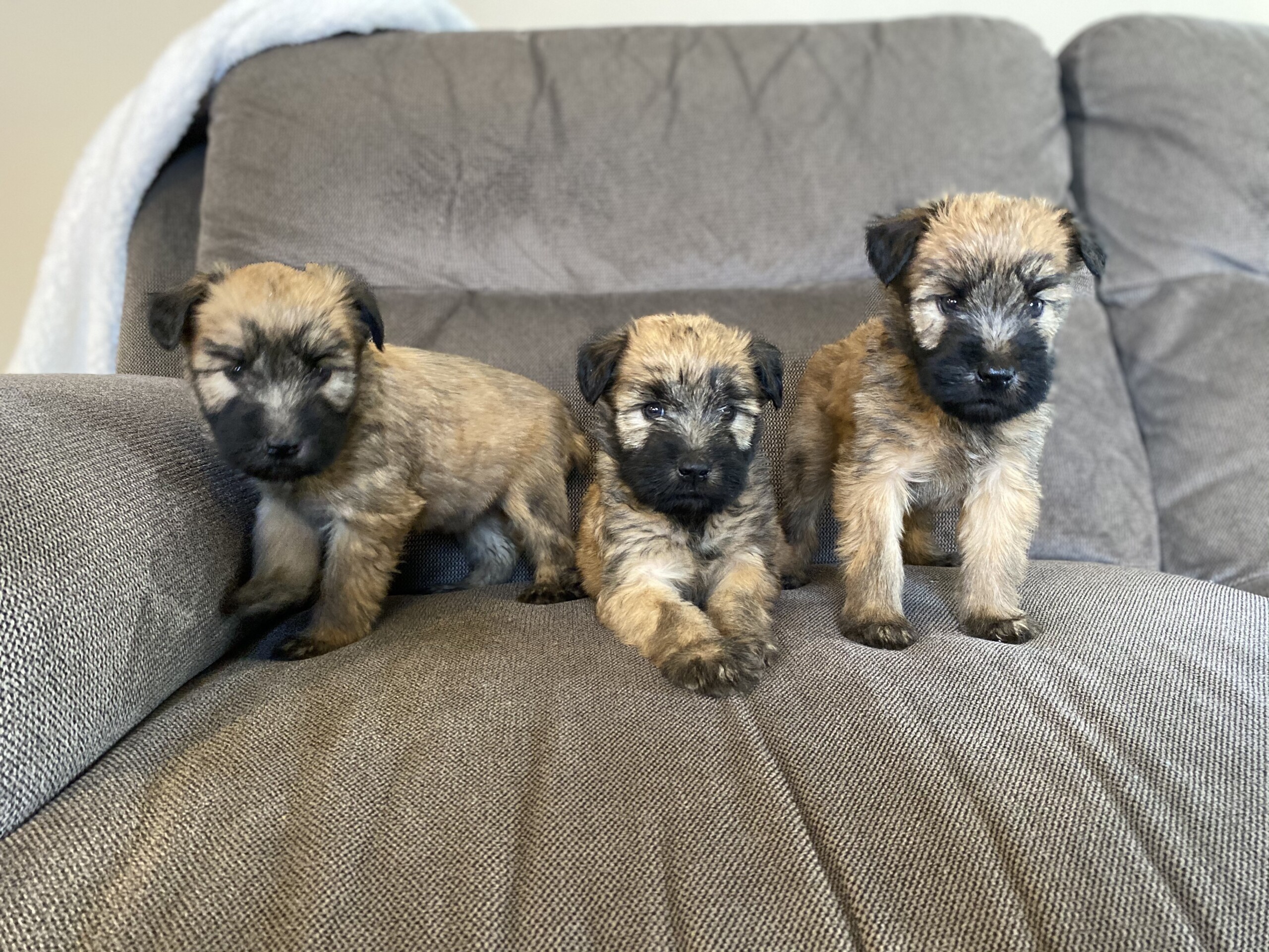 Soft Coated Wheaten Terriers