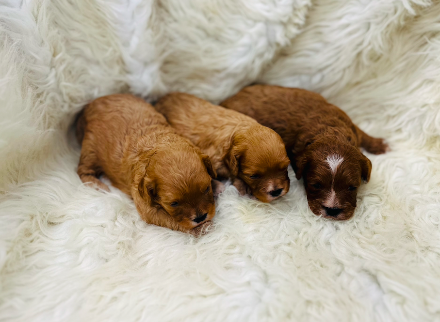 F1 Cavapoo’s