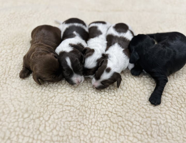 Doxie-Poo’s