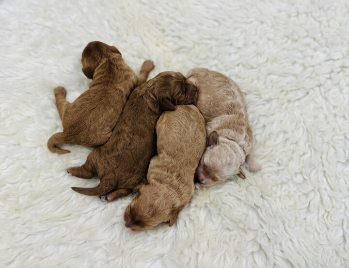 F1 Cockapoo’s